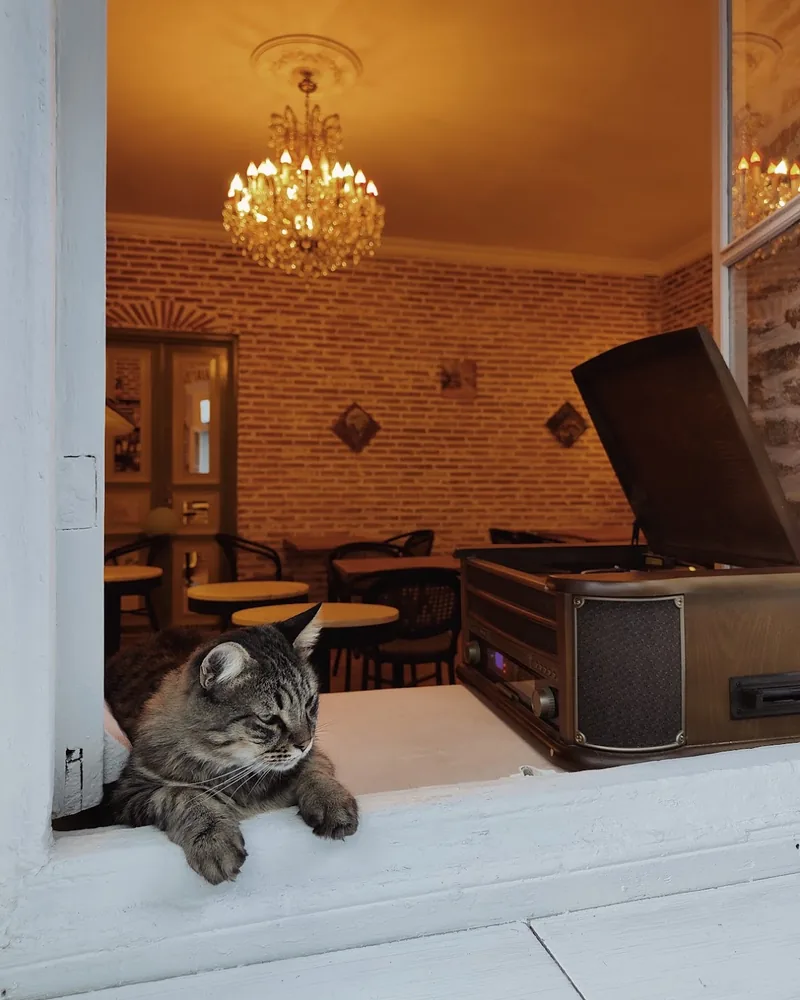 Cat on windowsill with cafe dining room and chandelier at Cafe Mellow